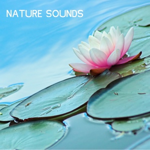 Обложка для Nature Sounds Nature Music - Rain Sounds for Insomnia and Stress Relief Music for Relaxation