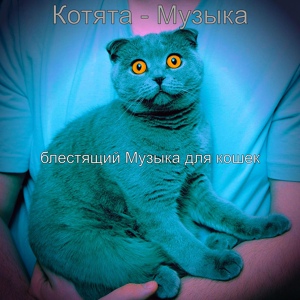 Обложка для блестящий Музыка для кошек - Видения (Кошки)