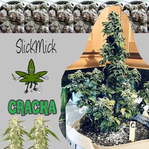 Обложка для SlickMick - Cracka