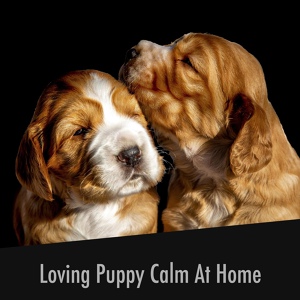Обложка для Calming Puppy Relaxation - Puppy Cuddle Friendship Moments