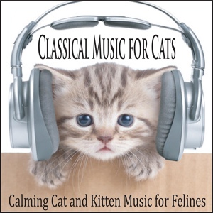 Обложка для Steven Current - Classical Music for Cats