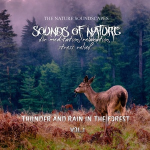 Обложка для The nature soundscapes, worldwide nature studios, nature's noise - Rainy Night in Summer