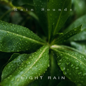 Обложка для Rain Sounds - Rainforest