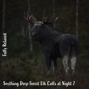 Обложка для Steve Brassel - Soothing Deep Forest Elk Calls at Night, Pt. 1