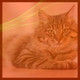 Обложка для Популярный Кошачья музыка - Видения (Спящие кошки)