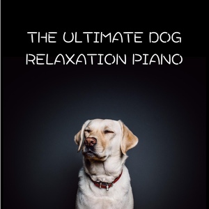 Обложка для Dog Relaxation Piano - Zzz Dog Chill