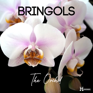 Обложка для Bringols - The Orchid