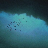 Обложка для AVICN - The Birds Flew Away