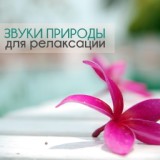 Обложка для Звуки природы Star - Японская музыка