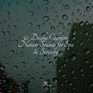 Обложка для Nature Soundscape, Exam Study Classical Music Orchestra, Naturaleza Sonidos - Bird Calls, Light Rain, Morning