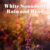 Обложка для Sounds of Nature Kingdom - Rain Falling On Grass