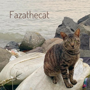 Обложка для fazathecat - Kitty Lullabies
