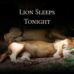 Обложка для The Tokens - Lion Sleeps Tonight