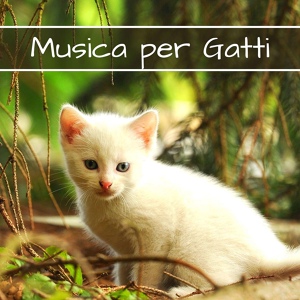 Обложка для Gatto Miao - Palla di pelo