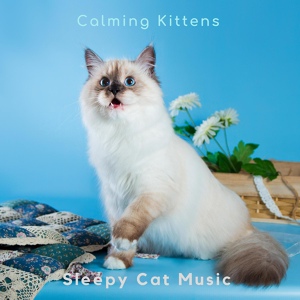 Обложка для Sleepy Cat Music - Training the Kittens