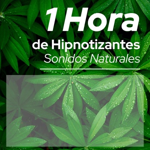 Обложка для Hipnose Natureza Sons Coleção - Ruidos Blancos para Dormir Tranquilamente