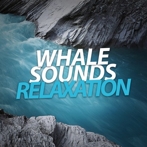 Обложка для Whale Sounds For Relaxation - Rainstorm Sleep