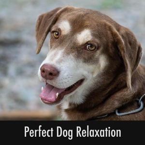 Обложка для Doggy Sleep Relaxation - Ambient Sounds For Canine