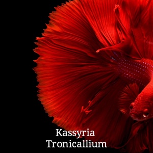 Обложка для KASSYRIA - tronicallium