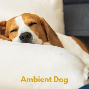 Обложка для Calming Music For Pets - Dog Relax