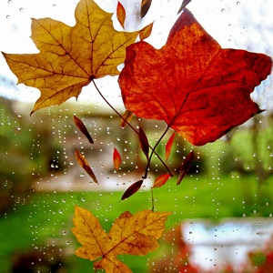 Обложка для Mother Nature FX, Sons da Natureza, Tinnitus Aid - Rain on Glass