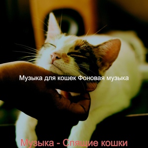 Обложка для Музыка для кошек Фоновая музыка - Музыка (Котята)