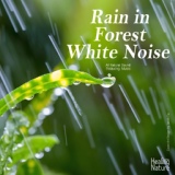 Обложка для Nature Sound Band - Forest with Showers (ASMR, Sleep Music, Meditation Music)