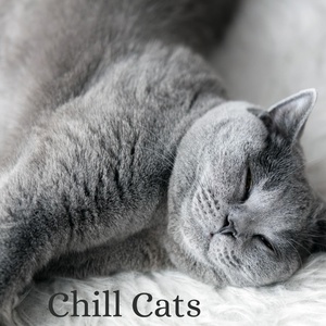 Обложка для Relaxing Cat Music Therapy - Cat Sleep