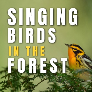 Обложка для Bird Songs, Calm Singing Birds Zone, Sleep Sounds of Nature - Morning Birds Sounds