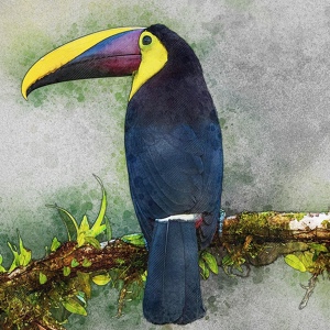 Обложка для Ryuu竜 - Exotic Birds