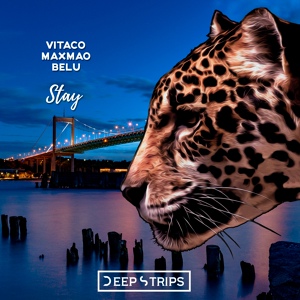 Обложка для Vitaco & MaxMao feat. BeLu - Stay
