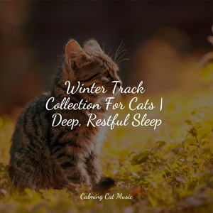 Обложка для Music For Cats, Music for Pets Library, RelaxMyCat - Music for Deep Sleep
