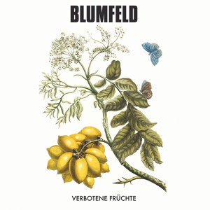 Обложка для Blumfeld - Kleines Lied