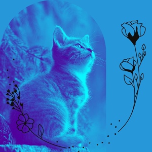 Обложка для Свет Кошачья музыка - Музыка (Кошки)