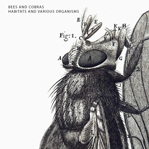 Обложка для BEES AND COBRAS - Sleepy Fly [H.A.VO. 2019]