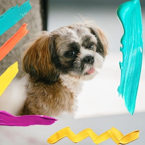 Обложка для Собачья музыка гостиная - Видения (Собаки)