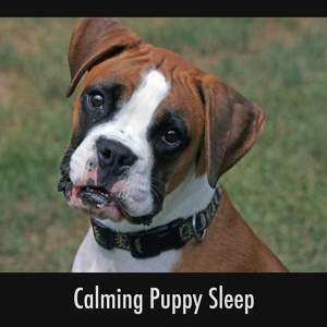 Обложка для Doggy Sleep Relaxation - Doggy Stretch