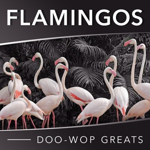 Обложка для The Flamingos - Never in This World